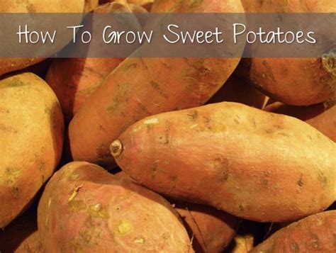 How To Grow Sweet Potatoes Homestead And Survival