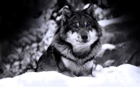 Cool wolf ist ein spielautomat. Die 84+ Besten Wolf Hintergrundbilder