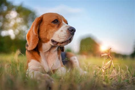 A Cute Beagle Dog Lay Down On The Grass Field For Relaxing In The