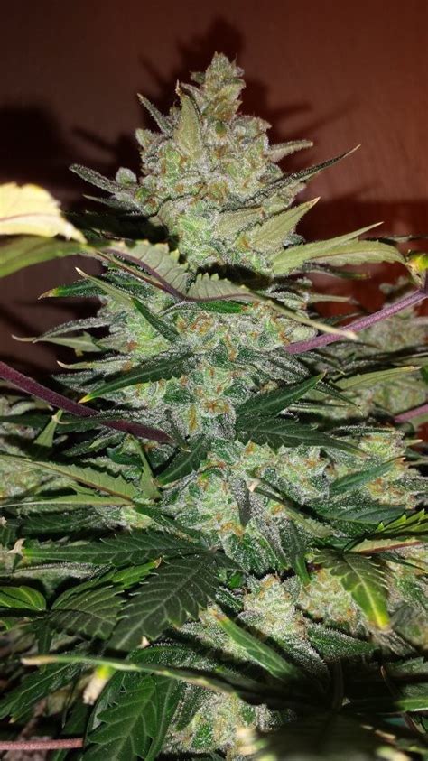 Green Crack Auto Strain Info / Green Crack Auto Weed By Fast Buds ...