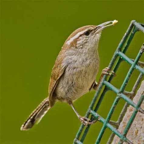 Get to know the amazing birds in our beautiful corner of the world! Pacific Northwest Birds