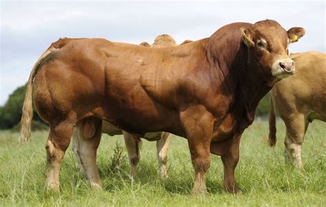 Claeys & Cowporation Limousins | Animals beautiful, Bull riding, Livestock