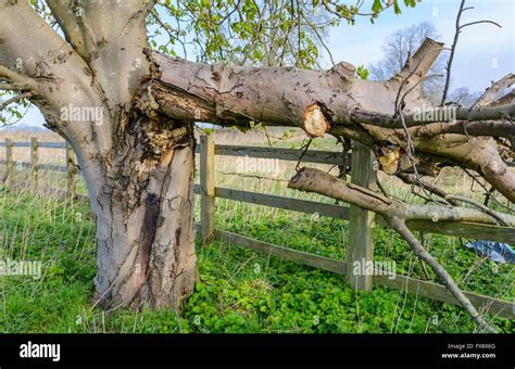 Damaged Tree With Branch Broken Off And Breaking A Wooden Fence Stock
