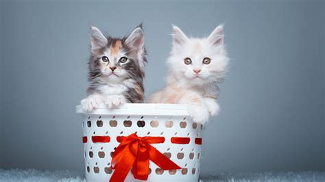 Download Wallpaper 3840x2160 Two Kittens Cute Pets Uhd 4k