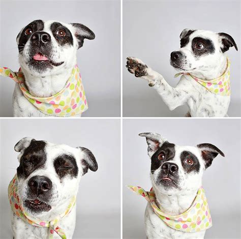 Cute Shelter Dog Photobooth Pics Help Them Find Forever