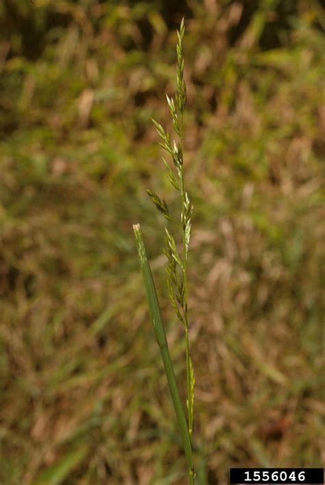 Tall Fescue Festuca Arundinacea