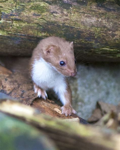 Weasel Cute Animals Zoo Animals Animals Beautiful