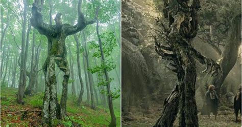Treebeard From The Lord Of The Rings Is Living In