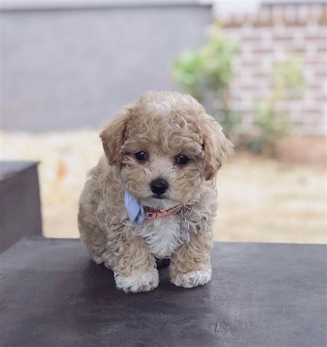 Teacup Poodle Puppies For Sale Males And Females Available Teacup