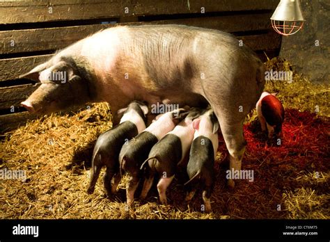 Sow Breeding Hi Res Stock Photography And Images Alamy