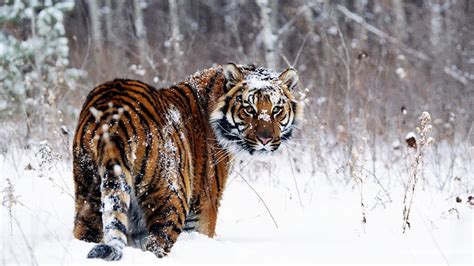 Tiger In Snow Wallpapers In  Format For Free Download