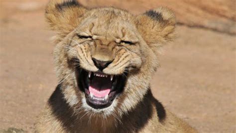 31 Super Happy Animals That Will Leave You Smiling
