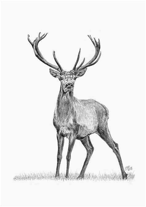 Whitetail Deer Buck Drawing By Iren Faerevaag Fine Art America