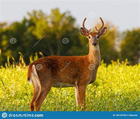 Young White Tailed Buck Odocoileus Virginianus In The Process Of
