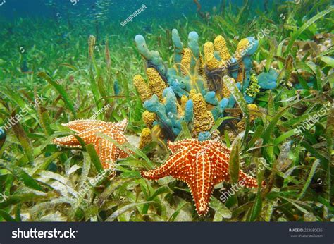 Underwater Life With Colorful Sponges And Starfish