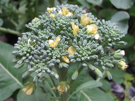 Broccoli In Bloom Flickr Photo Sharing