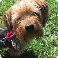 From petco adoption events to rescue groups, there are many ways to luckily, there are a number of resources for finding your perfect pet match. Pittsburgh, PA - Yorkie, Yorkshire Terrier/Miniature ...