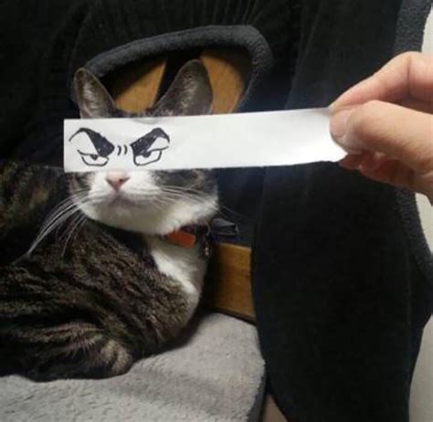 Cat Owners In Japan Are Giving Their Cats Funny Anime Eyes