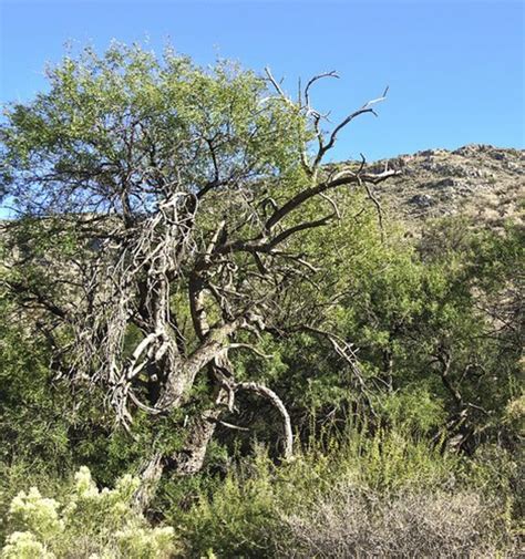 All About Mesquite Or Devil Trees Dengarden