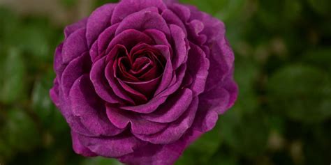 This Striking Purple Rose Has Just Won The Visitor Vote Award Purple