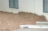 Termite Treated Mulch Pictures