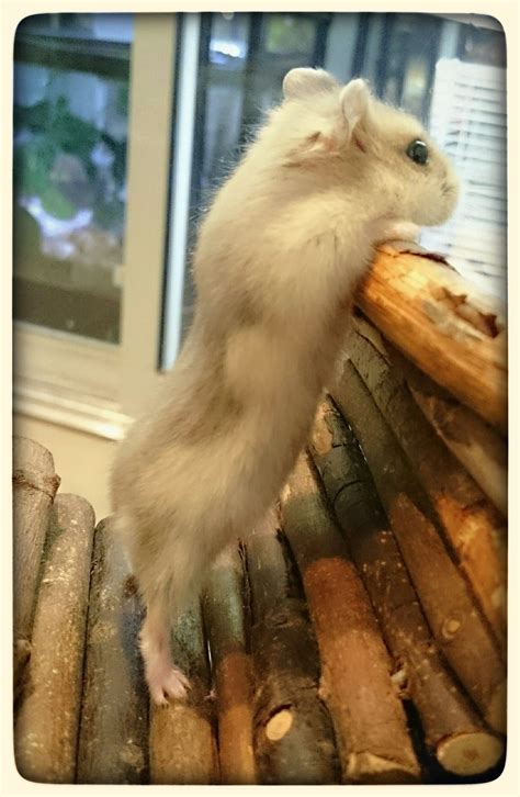 Dwarf Hamster Russian White Winter Super Model