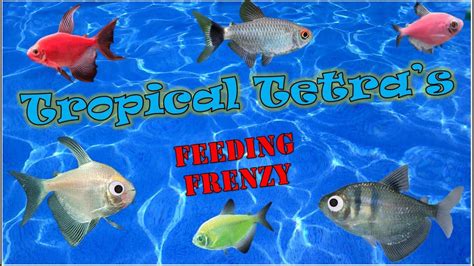 Feeding Frenzy Tropical Freshwater Aquarium Tetras Mollies Platies