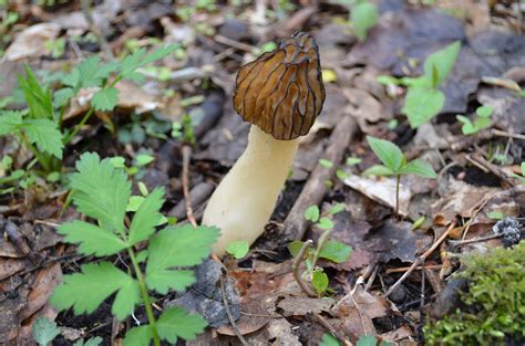 2011 May Wisconsin Morels Mushroom Hunting And Identification