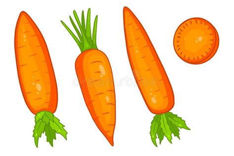 Carrot Set Fresh Carrots And Slices Stock Vector Illustration Of