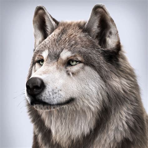 Artstation Wolf Portrait Different Angle Massimo Righi Wolf