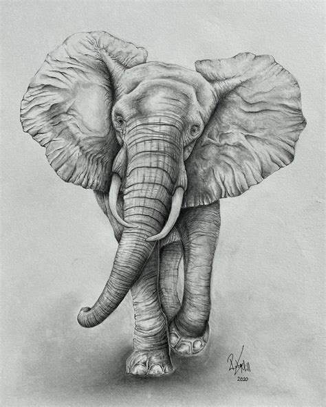 Update 153 African Elephant Pencil Sketch Super Hot In Eteachers