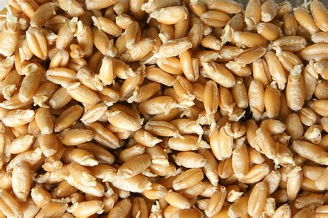 Wheat Germ Stock Photos Pictures And Royalty Free Images Istock