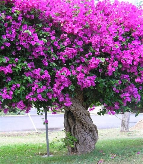 Like other plants, too much nitrogen encourages bougainvillea to add lots of vegetative parts like leaves and stems at the expense of buds. How to grow bougainvillea - GardenDrum