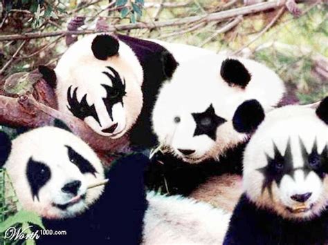 Panda Kiss Panda Bear Panda Unusual Animals