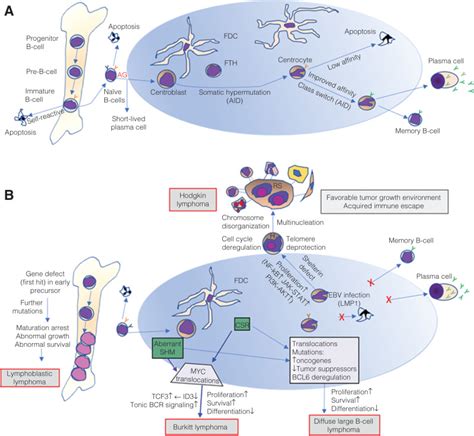 Figure 1 Normal B Cell Development And Simplified Lymphoma