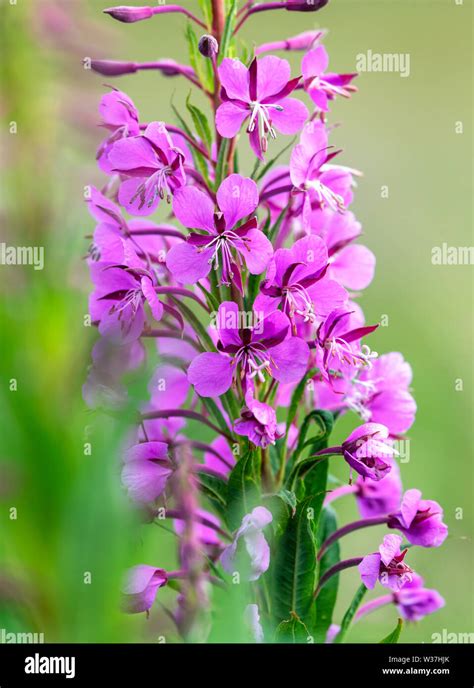 Flower Spike Of Rosebay Willowherb Chamaenerion Angustifolium Also