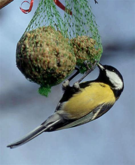 Maybe you would like to learn more about one of these? Breuillet Nature: Les oiseaux en hiver