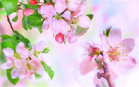 Download Wallpapers Apple Blossoms Spring May Pink Flowers Apple