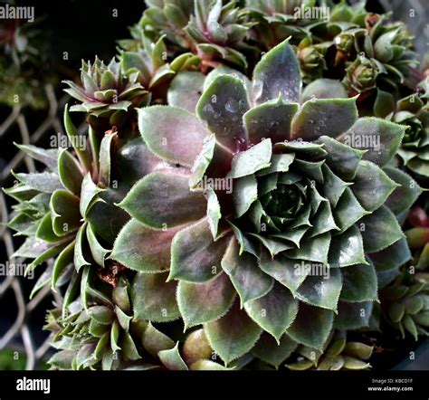 Sempervivum Purple Beauty Hen Andchicks Stock Photo Alamy