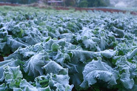 Onda De Frio Pode Gerar Perdas Na Produção De Alimentos E Aumentar A Fome Mst