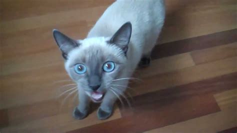 Siamese kittens for sale in the charlotte area of north carolina. Noisy Blue Point Siamese Cat "Aiko" - YouTube
