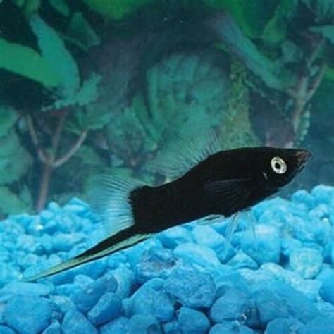 Black Swordtail Fish Swordtail Fish Tropical Fish Aquarium Aquarium