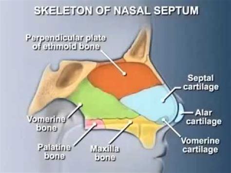 The nasal cavity (or cavity of nose, latin: Anatomy of nasal cavity - YouTube