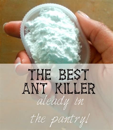 Best alternative ant bait traps. The Long Six: The Best Ant Killer Already In The Pantry!