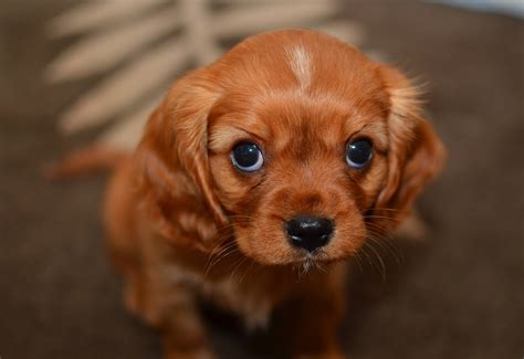 Cute Sad Puppy Face