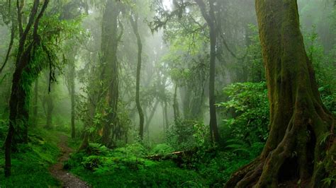 Premium Photo Tropical Jungles Of Southeast Asia