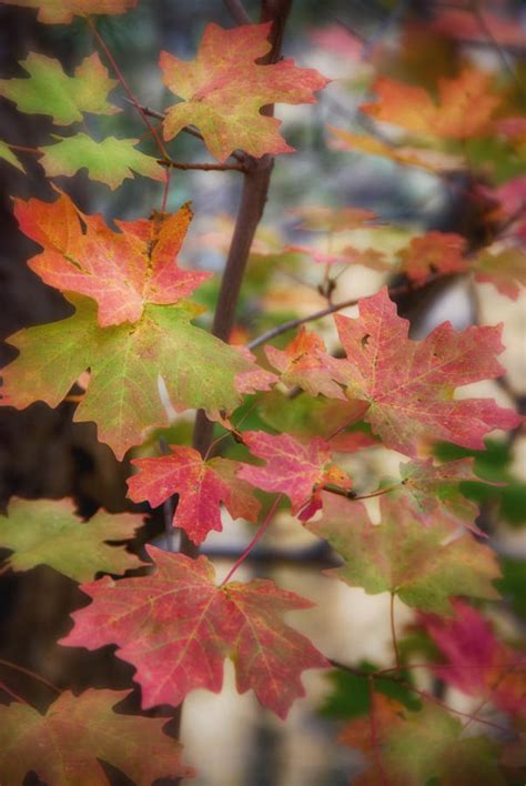 Maple Leaves Photograph By Saija Lehtonen Fine Art America