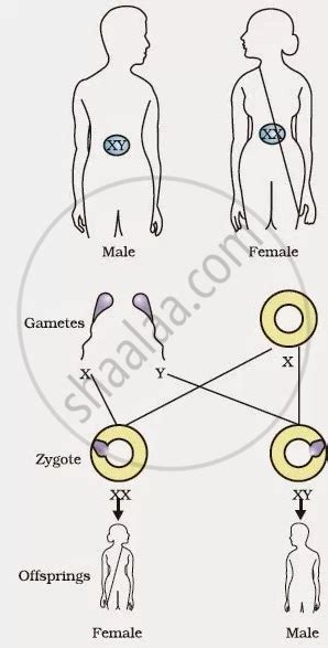 How Is The Sex Of The Child Determined In Human Beings Science