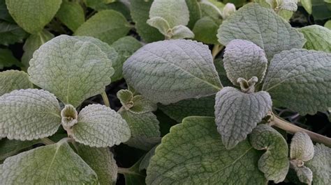 Silver Shield Plectranthus | Houseplants by Studley's