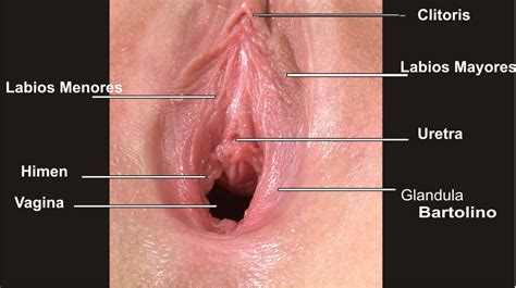 Clitoris Types